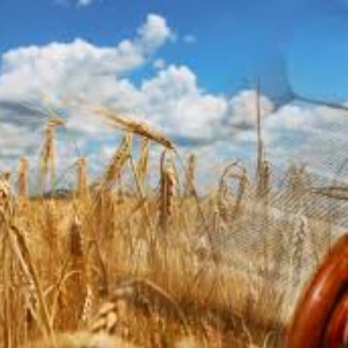 Shavuot, o Pentecostes, será celebrado a partir do pôr do sol de hoje